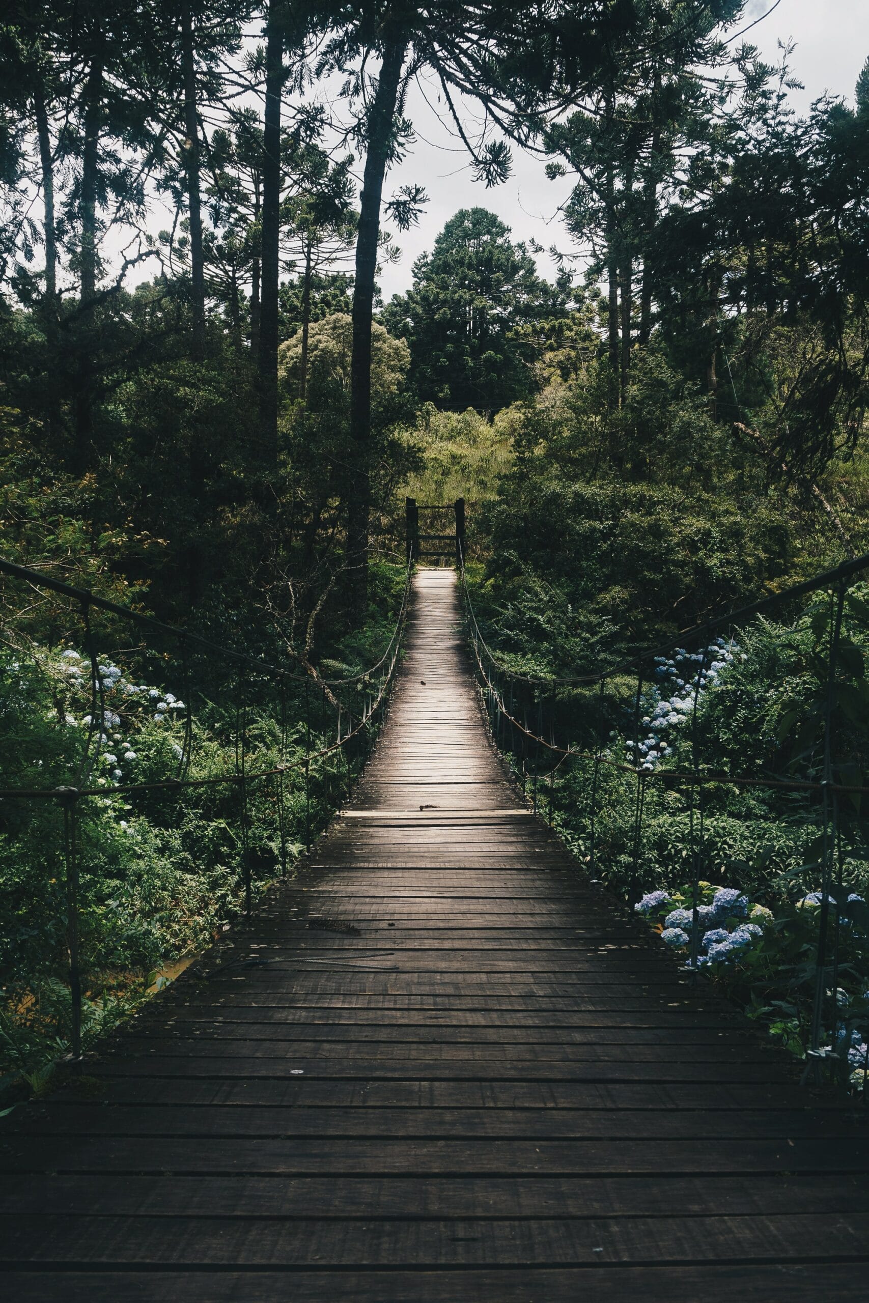 Narrow Bridge in nature Photo by Kaique Rocha from Pexels