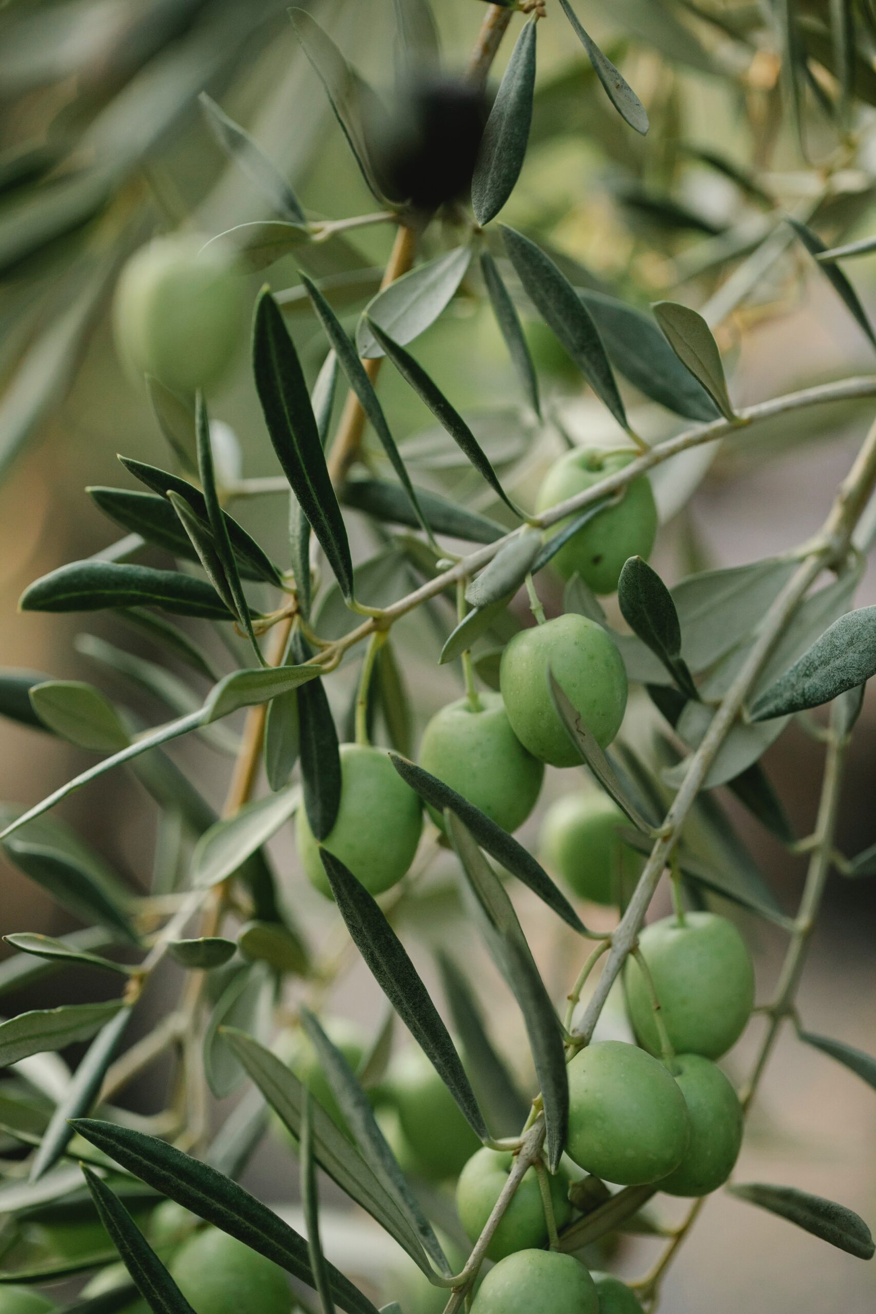 Olive Tree Photo by Gary Barnes from Pexels