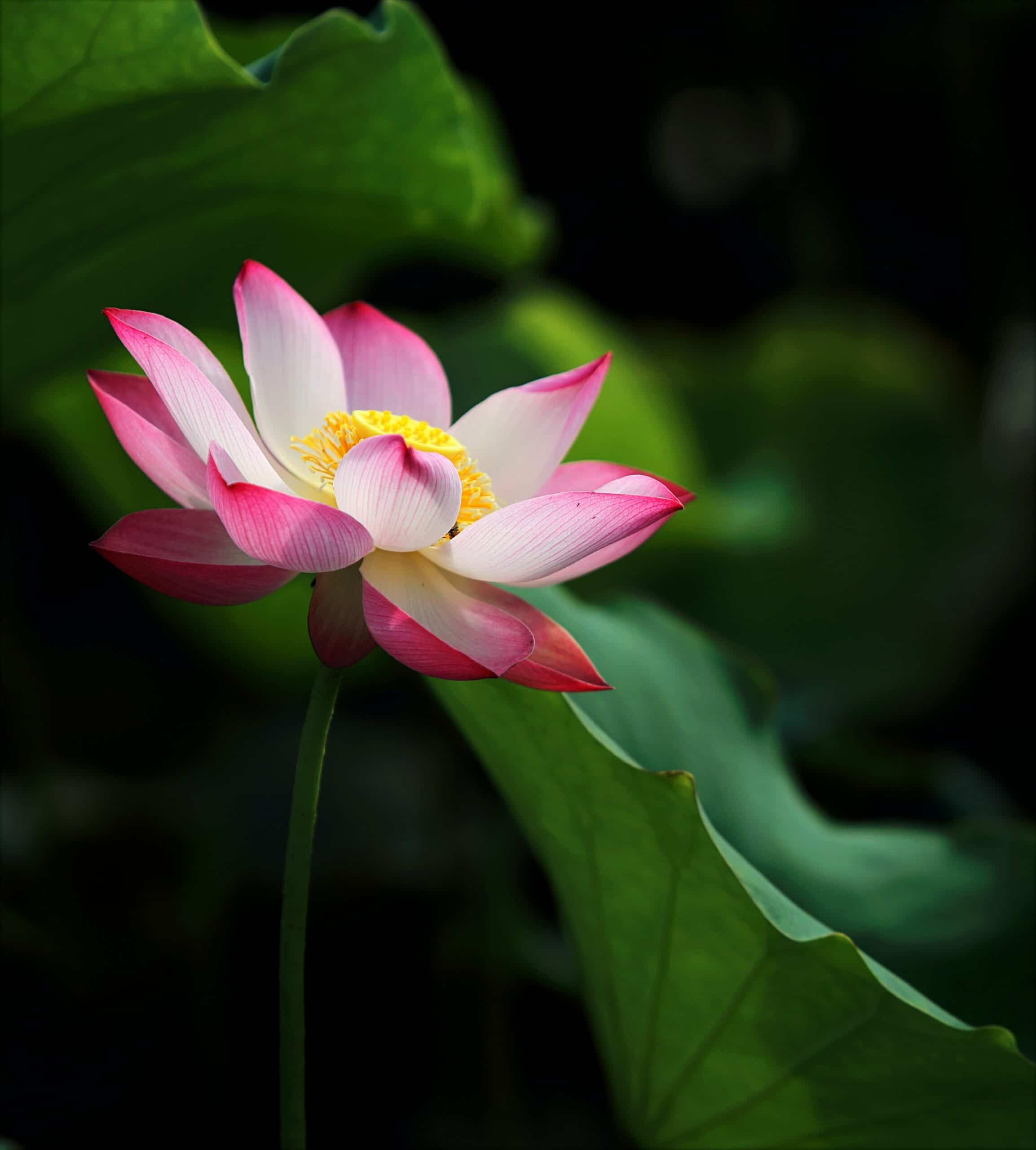 Pink FlowerPhoto by Hieu Hoang from Pexels