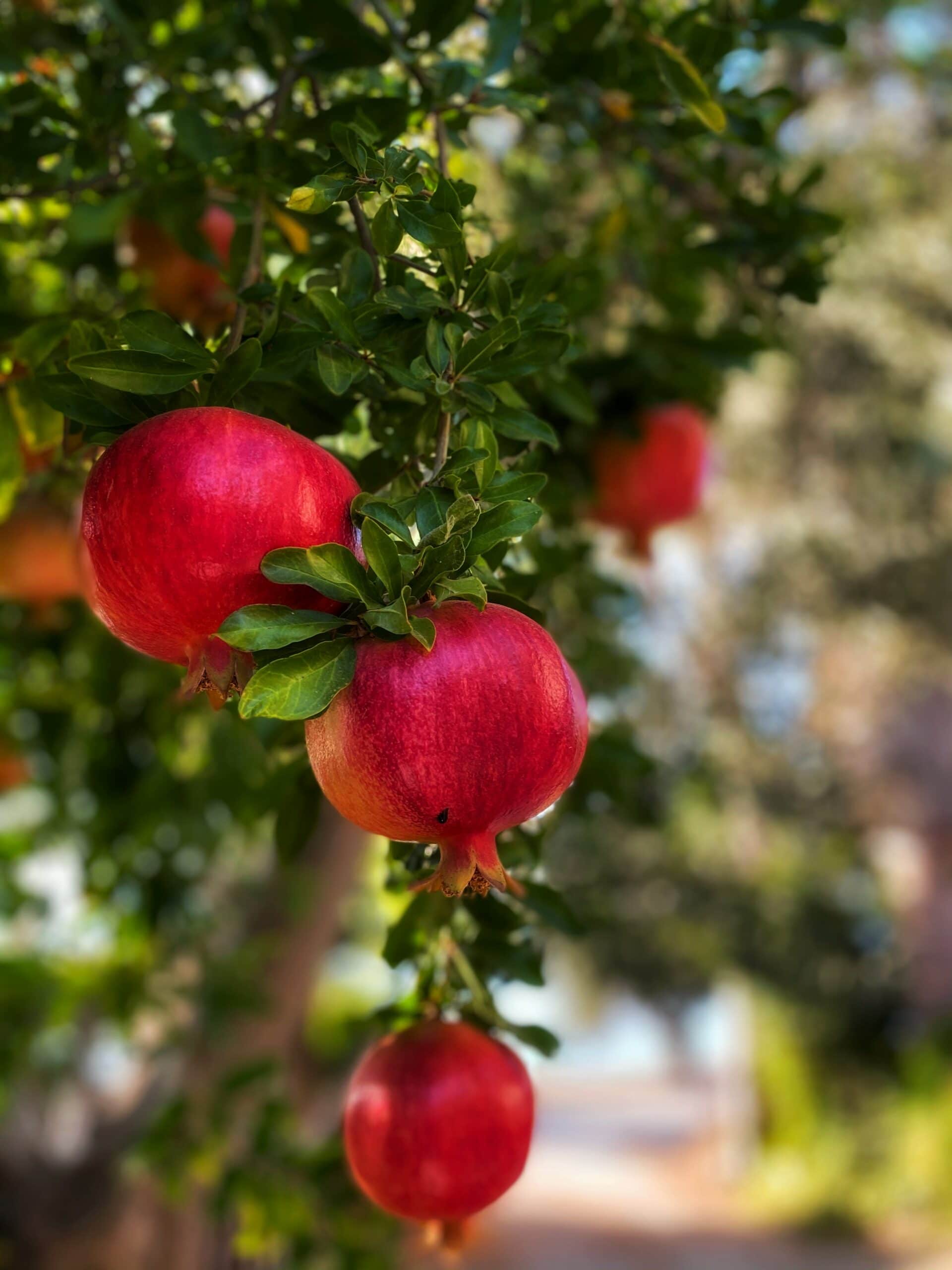 Pomegranates on a tree_Photo by Zeynep Aciktepe