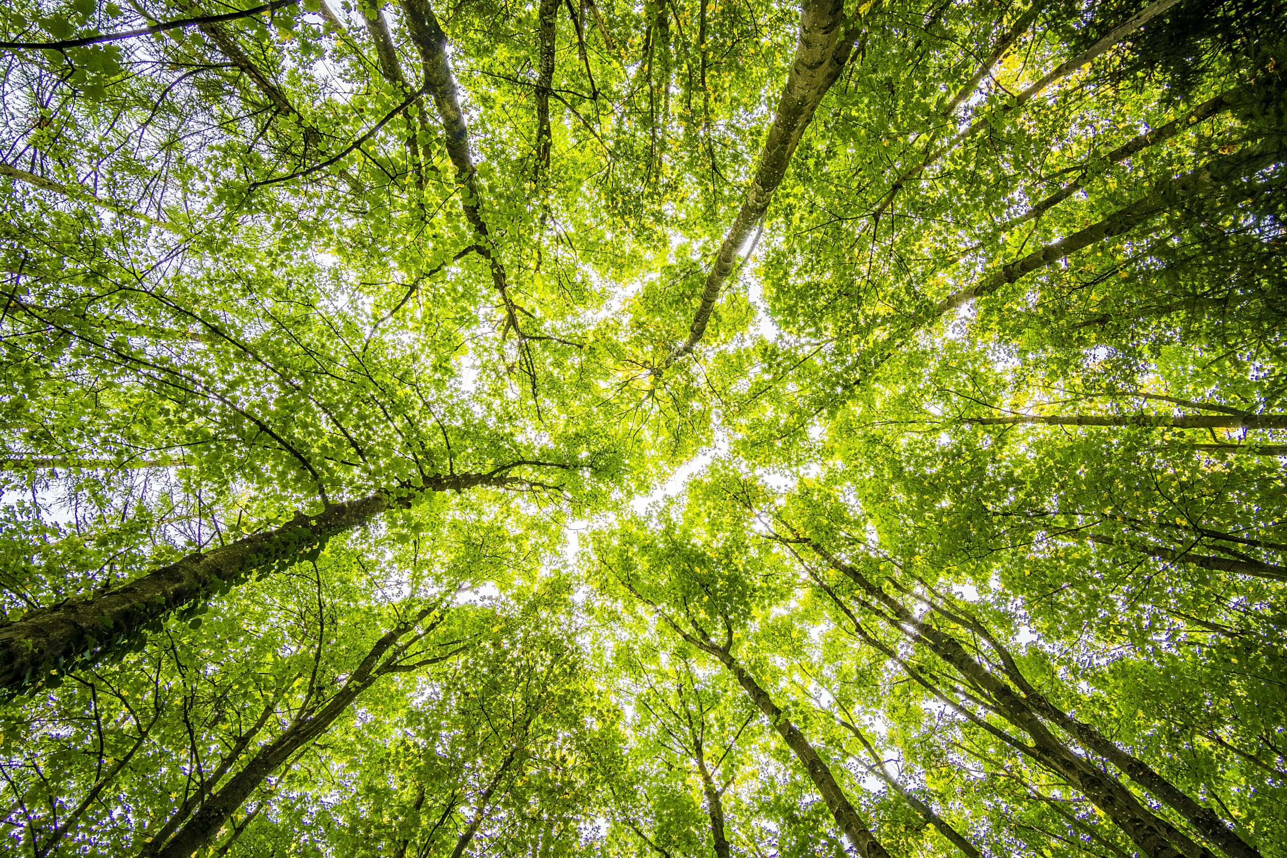 Tree Tops Looking Up.Sunlit Photo by Felix Mittermeier from Pexels