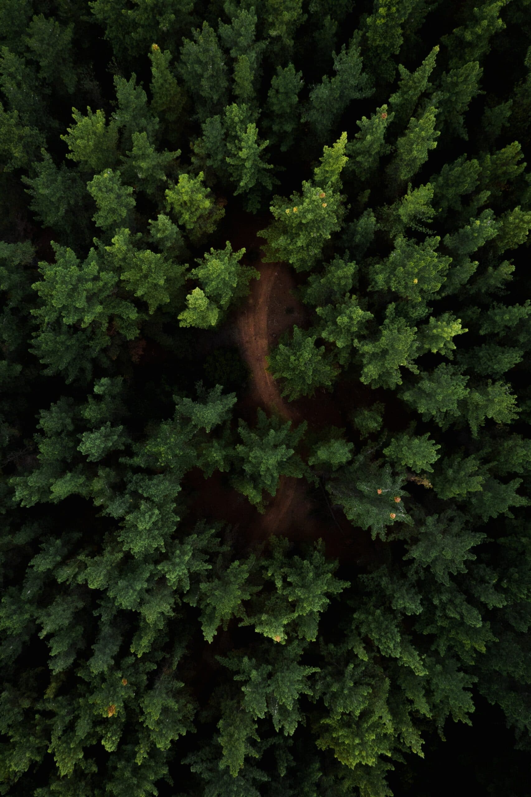 Tree Tops looking down Photo by Tomas Anunziata from Pexels